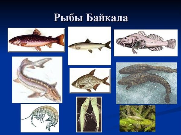 Рыбы озера Байкал