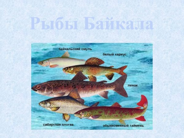 Рыбы обитающие в озере Байкал