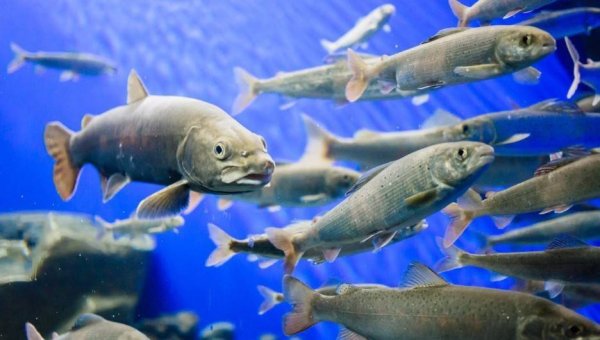 Рыба Байкала омуль