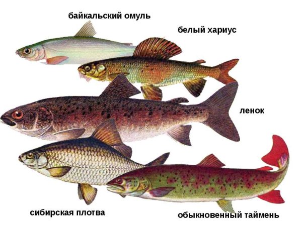 Рыбы обитающие в Байкале