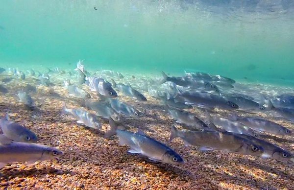 Рыба Байкала омуль