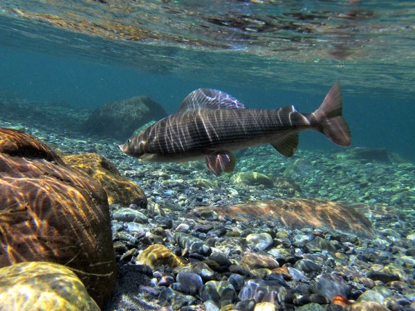 Байкальский хариус рыбалка