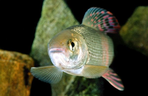 Озеро Байкал рыба хариус