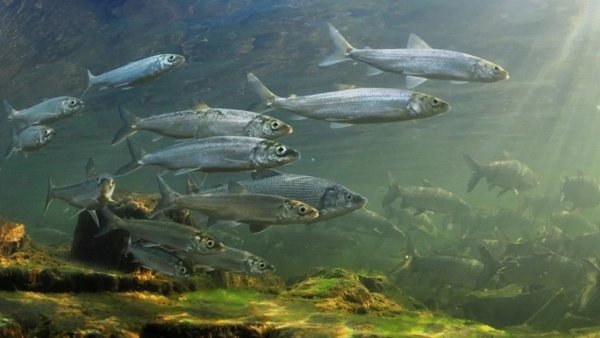 Озеро Байкал омуль Байкальский