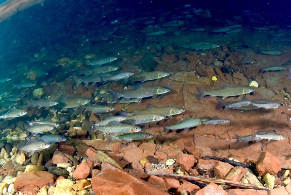 Дно озера Байкал