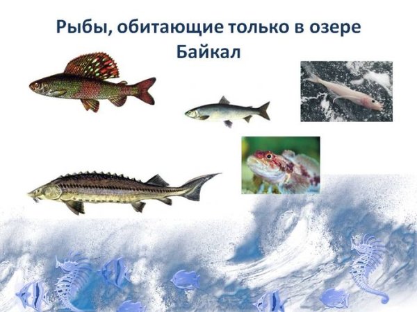 Рыбы обитающие в озёрах