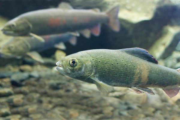 Хариус на Байкале