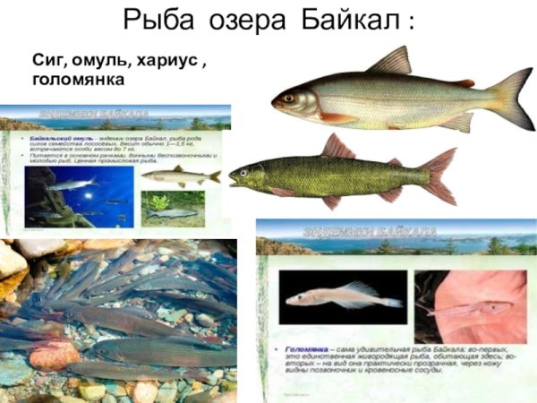 Рыбы обитающие в Байкале