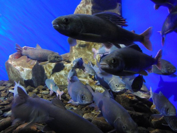 Морские обитатели озера Байкал