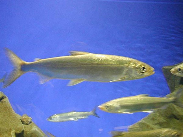 Рыба Байкала омуль