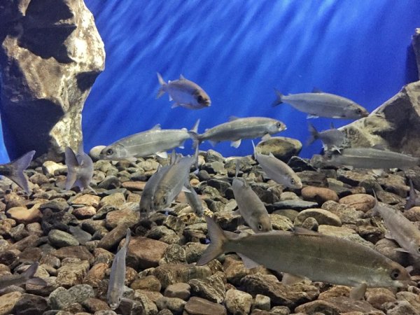 Подводный мир Байкала