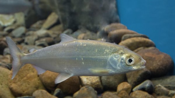 Байкал омуль