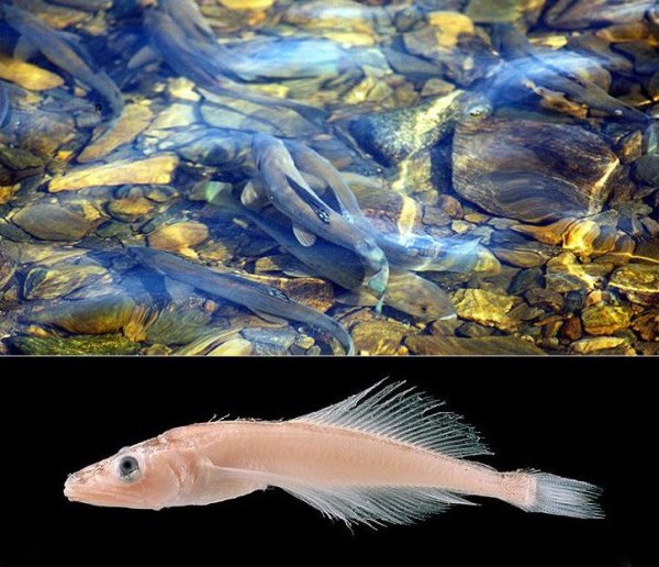 Рыба Байкала Голомянка