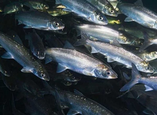 Байкальская рыба омуль