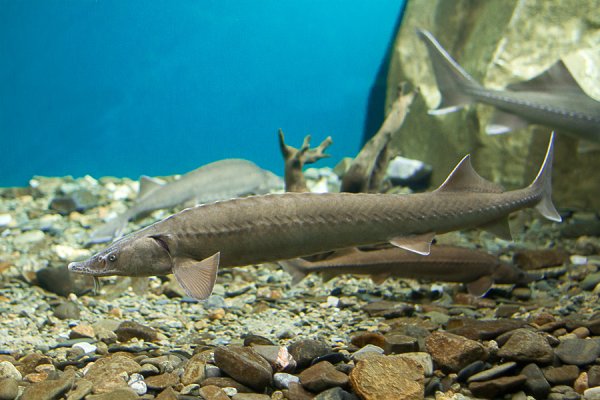 Сибирский осетр Байкал