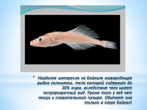 Байкальские живородящие Голомянка