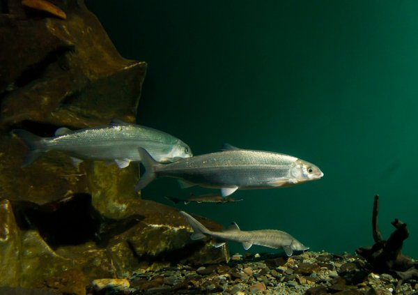 Баргузинский заповедник омуль