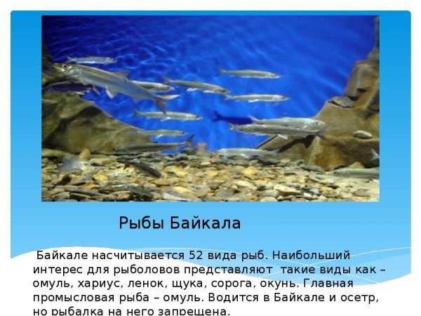 Подводный мир Байкала для дошкольников