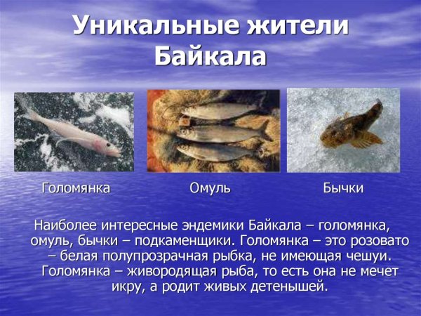 Голомянка байкальская рыба (76 фото)
