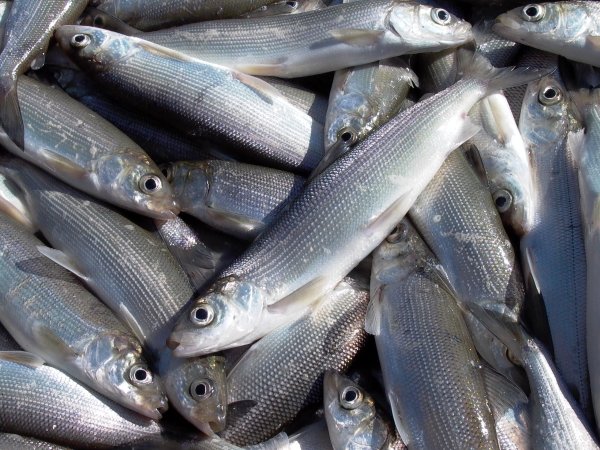 Озеро Байкал омуль Байкальский