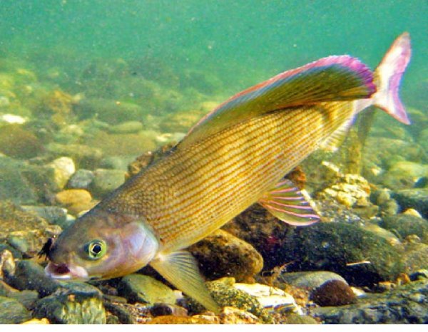 Белый Байкальский хариус