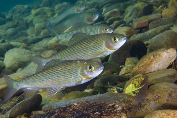 Хариус сиг и омуль
