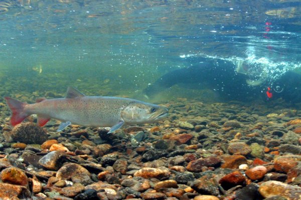 Байкальский заповедник Таймень