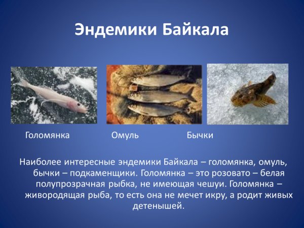 Эндемики Байкала Голомянка