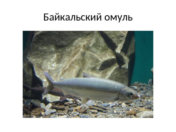 Рыба Байкала омуль