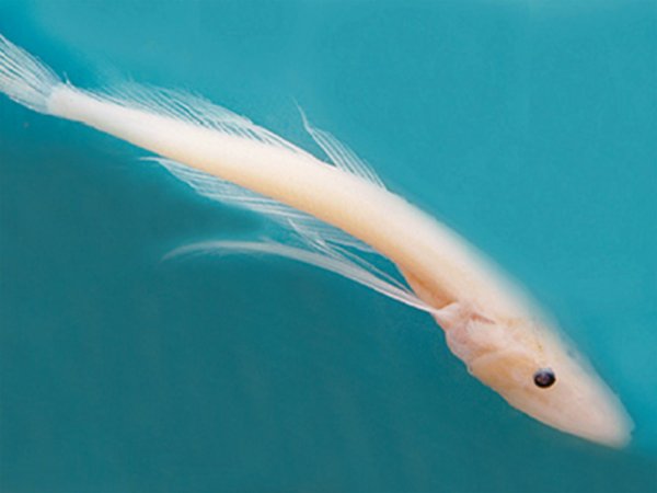 Эндемики Байкала Голомянка