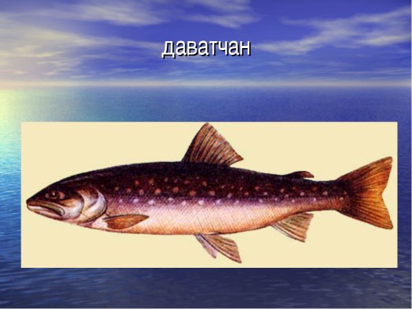 Голец Даватчан