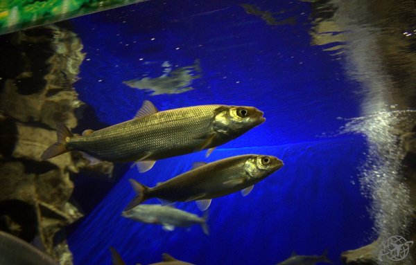 Рыба Байкала омуль