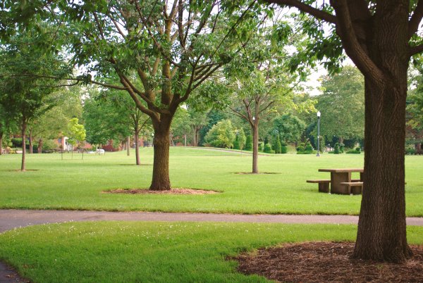 Великобритания парк сквер Green дерево