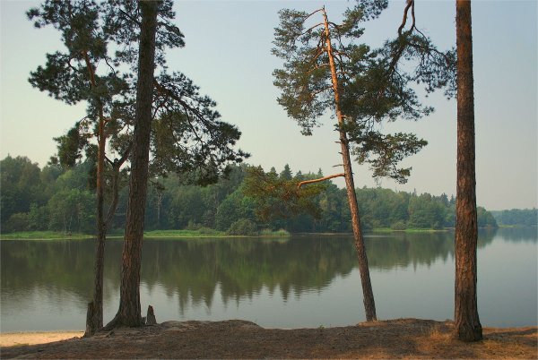 Сосны на берегу озера