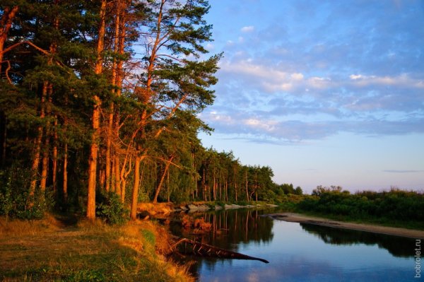 Сосновый лес река Липовка