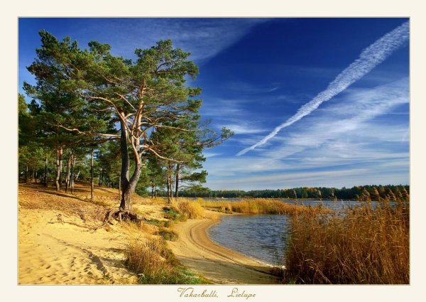 Сосны на берегу Волги