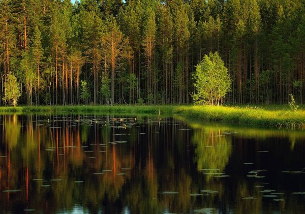 Лесное озеро Заболоцкий