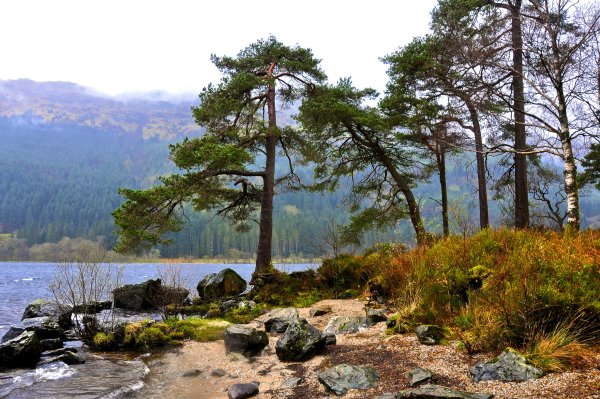 Горная сосна Байкал