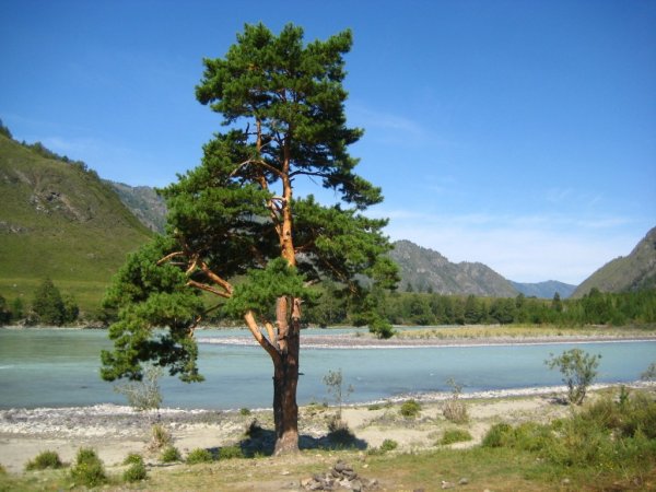 Кедр Сибирский горный Алтай