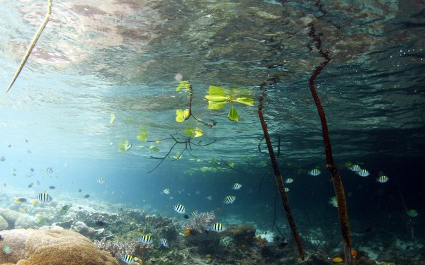 Подводный мир озера