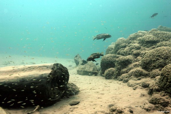 Морские обитатели Танганьика