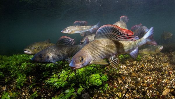 Рыба в озере