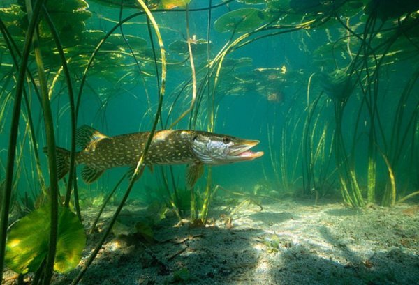 Щука Озерная