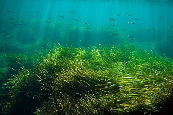 Планктонные водоросли спирулина