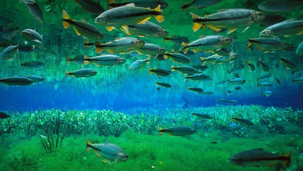 Подводный мир реки