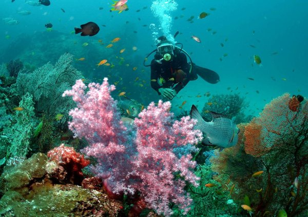 Симиланские острова дайвинг