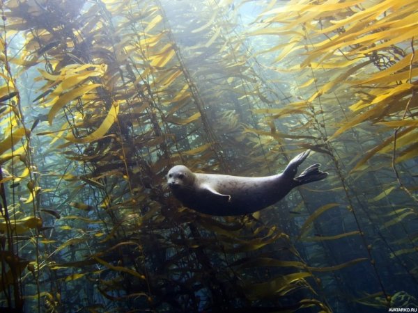 Нерпа плывет в Байкале