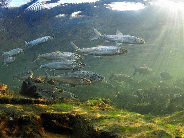 Озеро Байкал омуль Байкальский