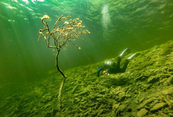 Глубина Телецкого озера