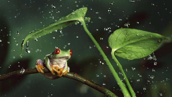 Лягушка квакша водная